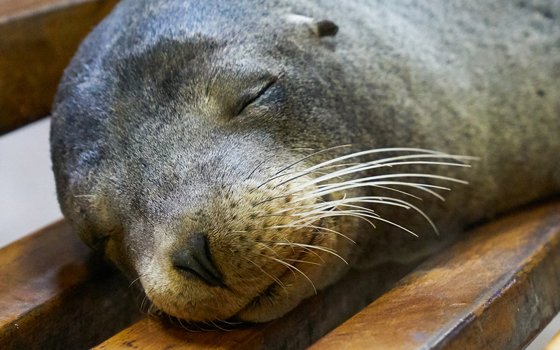 galapagos island travel blog