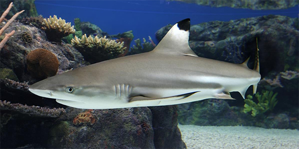blacktip shark