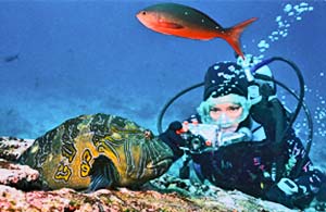 mola mola fish and diver