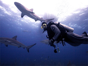 divers & sharks