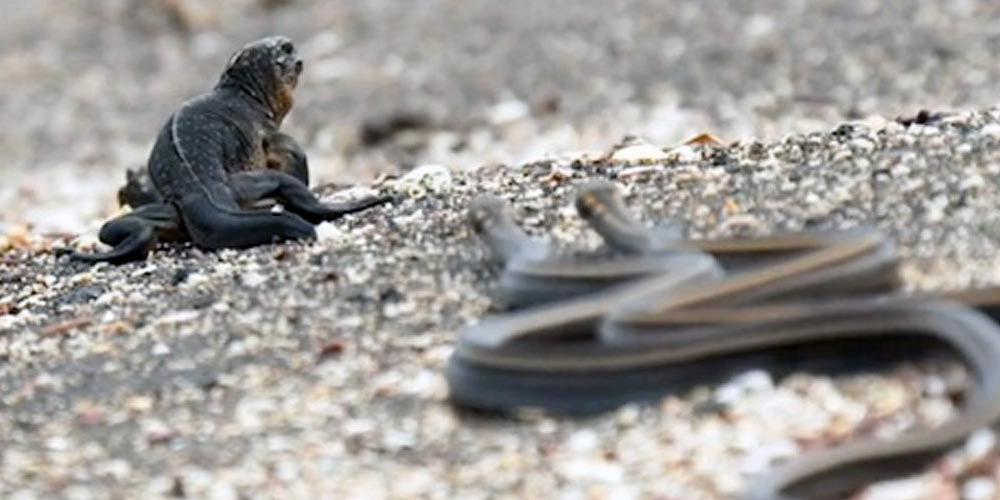 Galapagos Snake Species - Galapagos Islands Blog