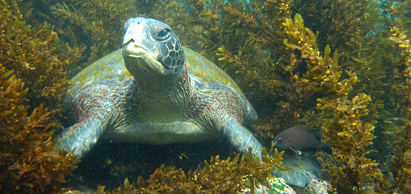 Galapagos Islands Scuba Diving