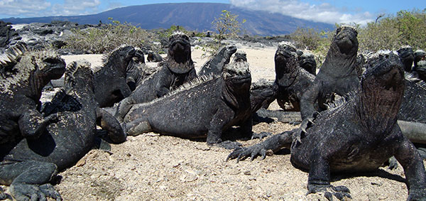 Galapagos Vacation