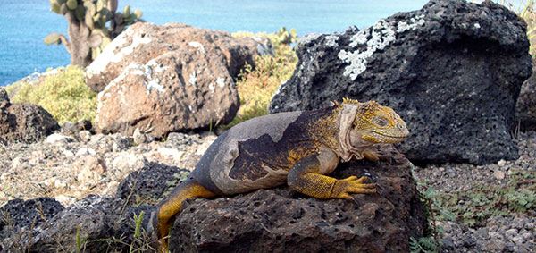 Galapagos Vacation