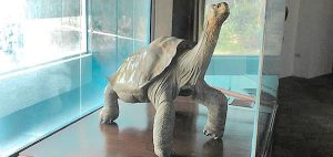 lonesome george museum