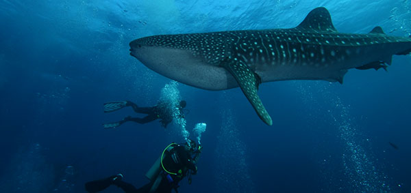 Galapagos underwater world