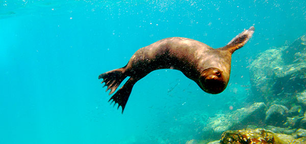 Galapagos underwater world sea lion
