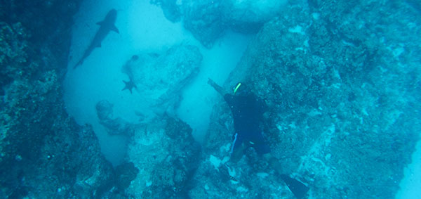 Galapagos underwater world