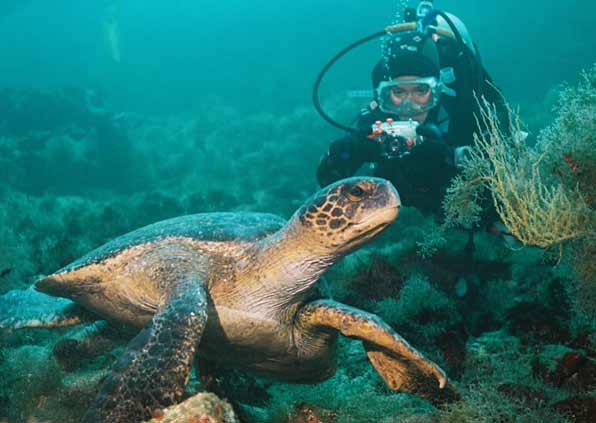 Diving in Galapagos