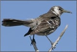 Floreana Mockingbird