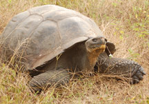 Giant Tortoise