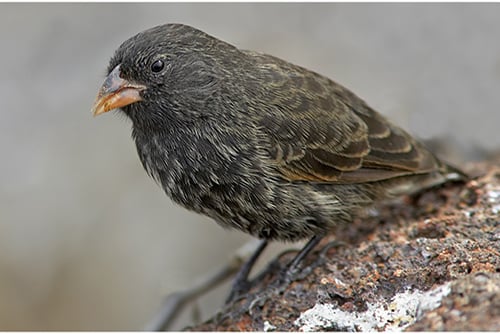 Vampire Finch