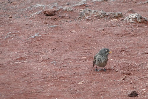 Vampire Finch