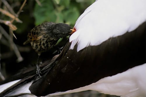 Vampire Finch