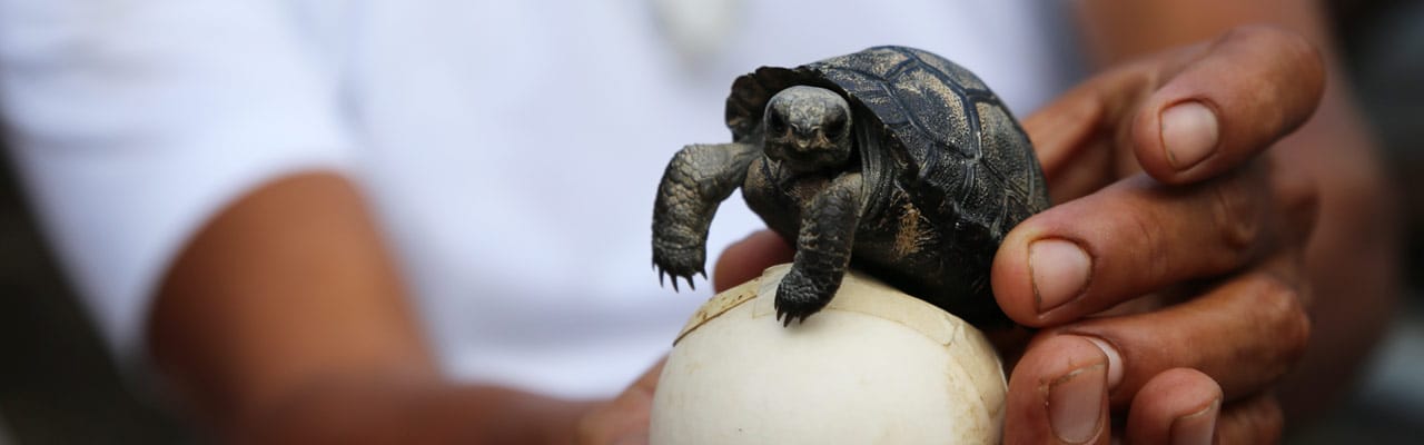 Galapapagos in April