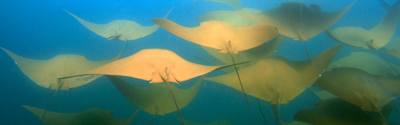 Galapapagos in February