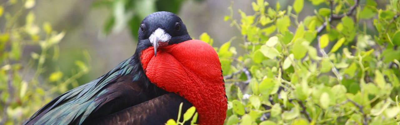 Galapapagos in March