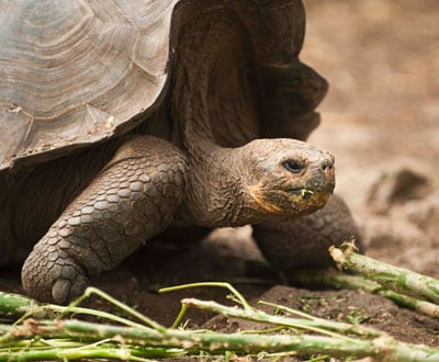 Giant Tortoise