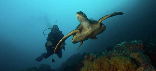 Ocean and Marine Reserve