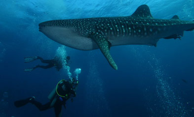 Galapagos Underwater