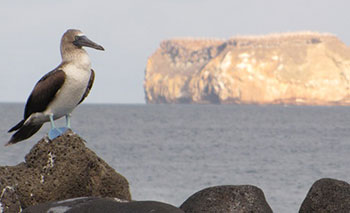 Galapagos Trip Planning