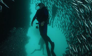 Diving in Galapagos