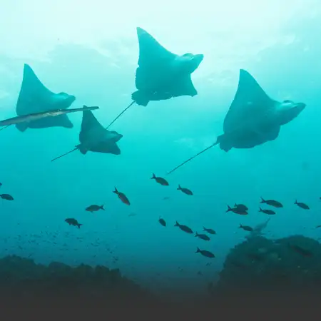 Hotel-Based Daily Diving