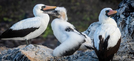 Galapagos Adventures By The Seaside