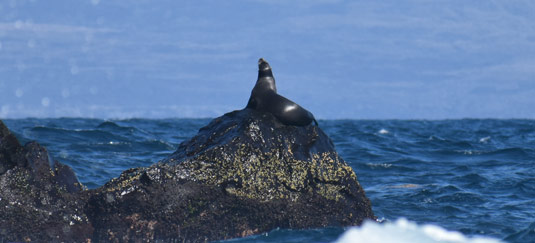 Galapagos Essential Wildlife Discovery