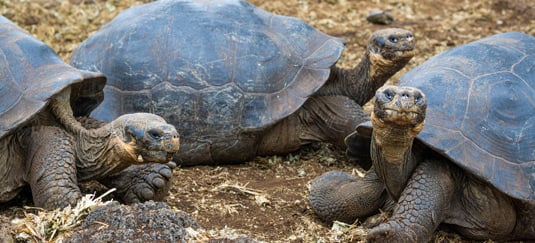 Galapagos Wildlife Discovery