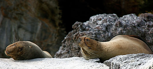 Sea Lion Expedition