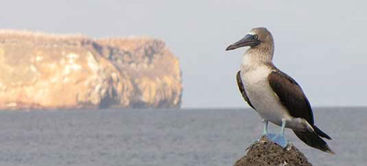 Galapagos Nature