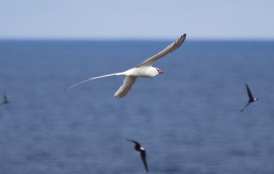 Galapagos Oceans