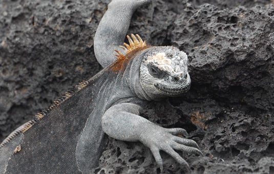 Galapagos Wildlife