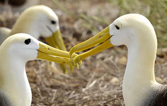 Waved Albatross