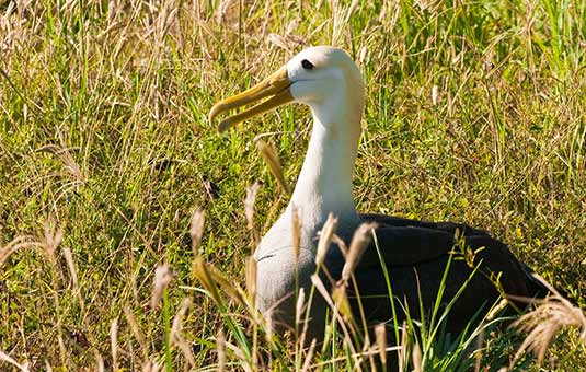 Waved Albatross