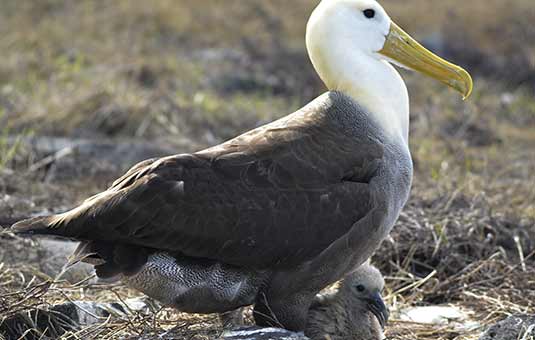 Waved Albatross