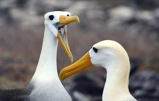 Waved Albatross