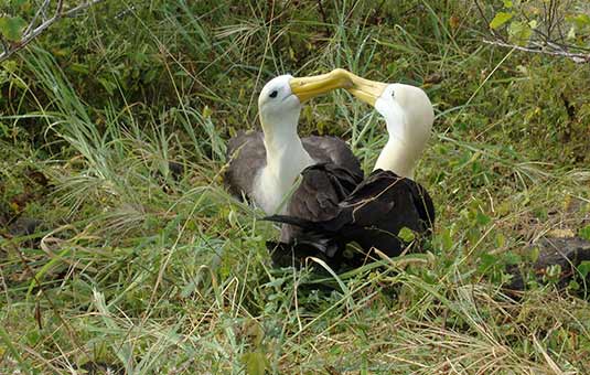 Waved Albatross