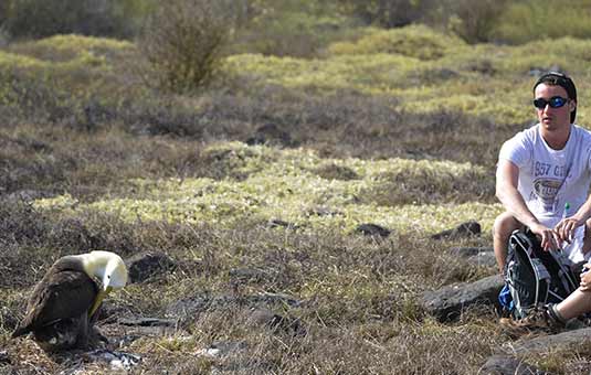 Waved Albatross