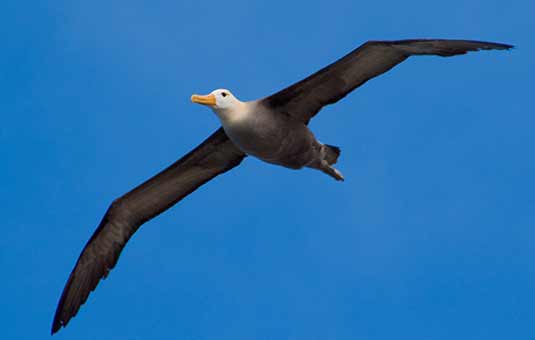 Waved Albatross