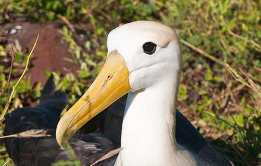 Waved Albatross