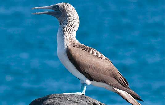 Blue-footed Booby