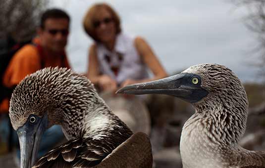 Blue-footed Booby