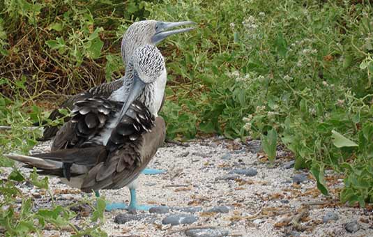 Blue-footed Booby