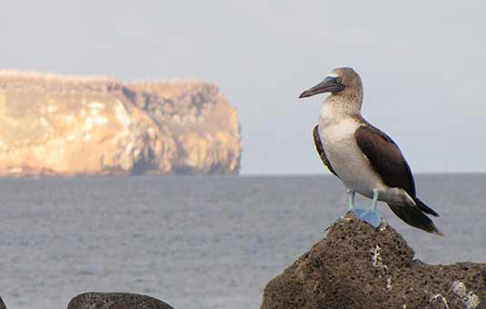 Blue-footed Booby