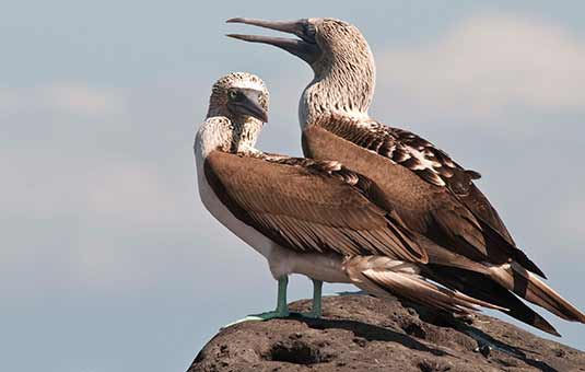 Galapagos Birds