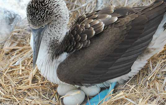 Galapagos Sea Birds