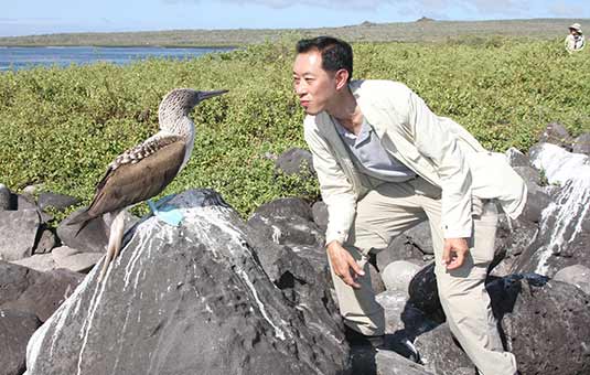 Blue-footed Booby