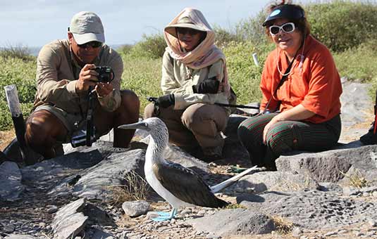 Blue-footed Booby